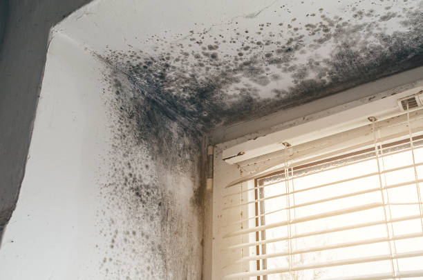 Trusted Mold Removal service in Red Bank, NJ - Cheap Mold Removal